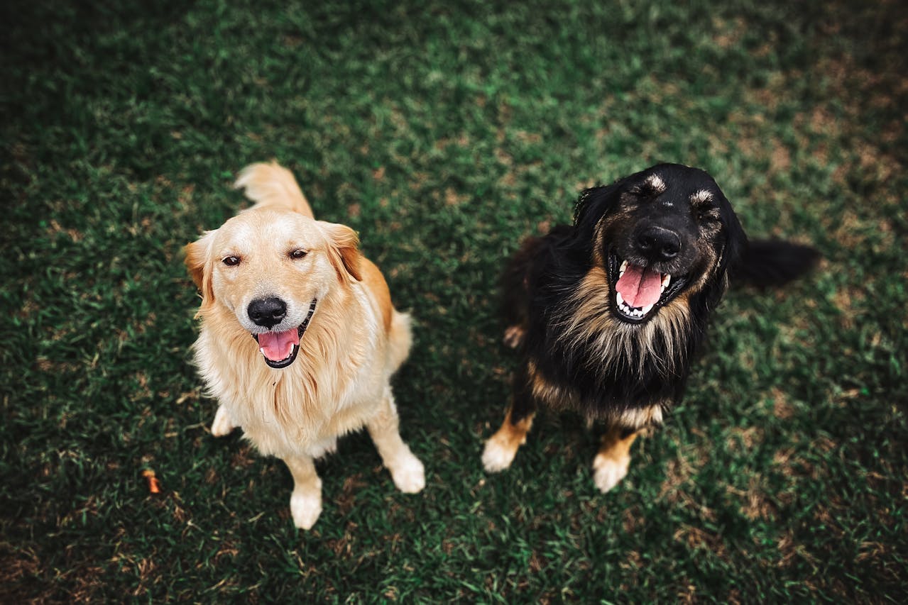 Foto de Lar dos Peludos Matão