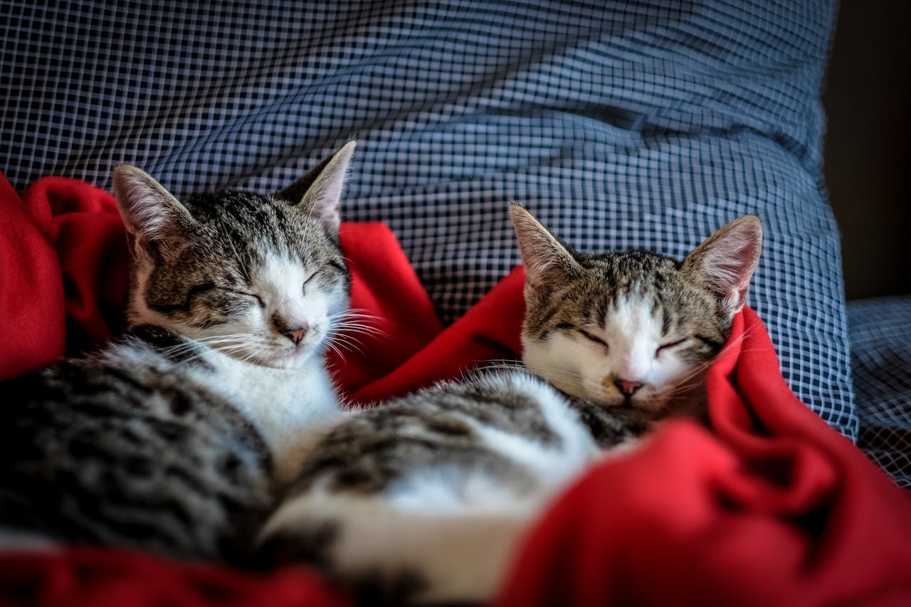 Foto de Vida Animal Matão