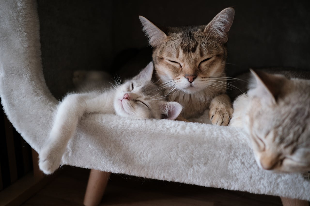 Foto de Cãopanheiros Taquaritinga