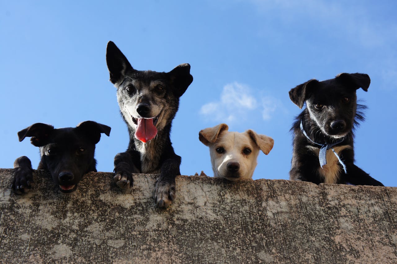 Foto de Amor em Patas Taquaritinga